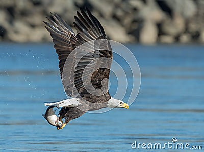 Bald Eagle Stock Photo