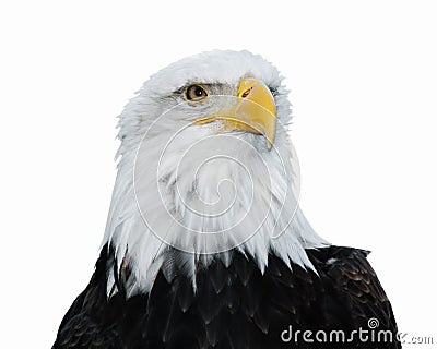 Bald Eagle (Haliaeetus leucocephalus) Stock Photo