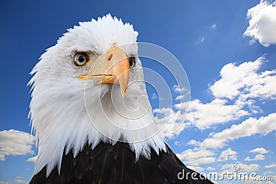 Bald eagle (Haliaeetus leucocephalus) Stock Photo