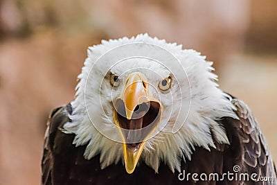 Bald eagle Haliaeetus leucocephalus head portrait Stock Photo