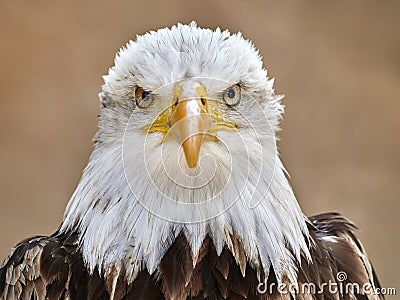 The Bald Eagle Haliaeetus leucocephalus Stock Photo