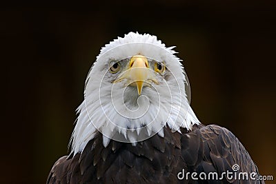 Bald Eagle, Haliaeetus leucocephalus, portrait of brown bird of prey with white head, yellow bill, symbol of freedom of the United Stock Photo