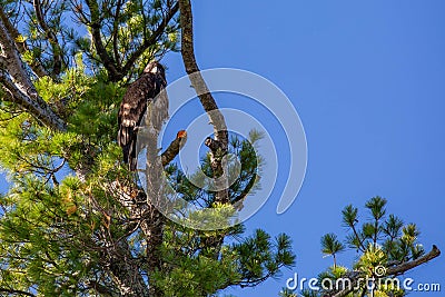 Bald eagle (Haliaeetus leuocephalus) young eaglet camouflaged in a pine with copy space Stock Photo