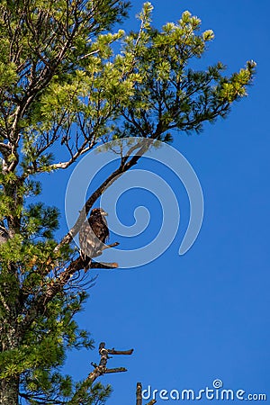 Bald eagle (Haliaeetus leuocephalus) young eaglet camouflaged in a pine with copy space Stock Photo