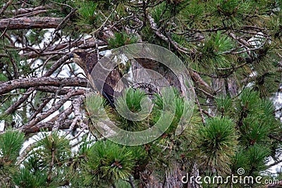 Bald eagle (Haliaeetus leuocephalus) young eaglet camouflaged in a pine tree Stock Photo