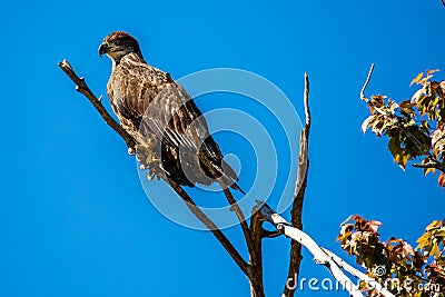 Bald eagle (Haliaeetus leuocephalus) young eaglet with copy space Stock Photo