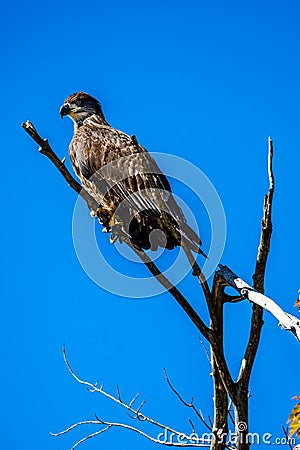 Bald eagle (Haliaeetus leuocephalus) young eaglet with copy space Stock Photo