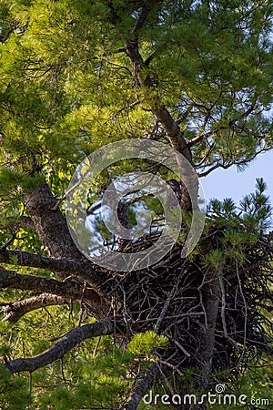 Bald eagle (Haliaeetus leuocephalus) young eaglet returning to the nest Stock Photo