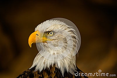 Bald eagle, head close up, beautiful yellow beak, proud look Stock Photo