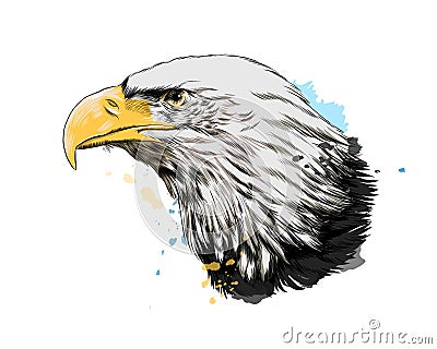 Bald eagle head portrait from a splash of watercolor, colored drawing, realistic Vector Illustration
