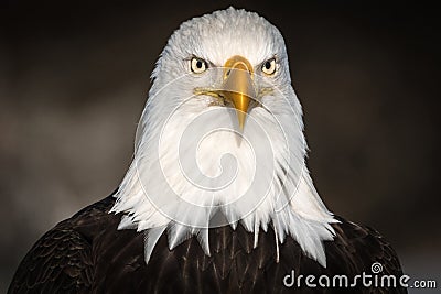 Bald Eagle Headshot, Kenai Peninsula, Alaska Stock Photo