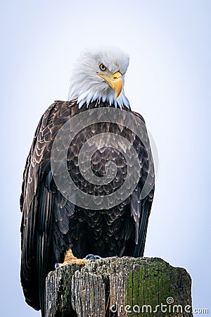 Bald Eagle Stare Down on the Homer Spit Stock Photo