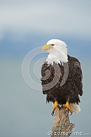 Bald Eagle image perched vertical Stock Photo