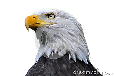 Bald eagle isolated Stock Photo