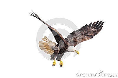 Bald eagle. Stock Photo
