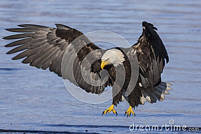 Bald Eagle Landing Stock Photo