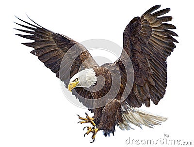 Bald Eagle landing swoop vector. Vector Illustration