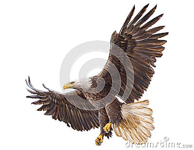 Bald Eagle landing vector. Vector Illustration