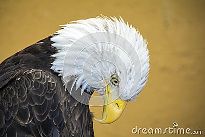 Bald Eagle looking down Stock Photo