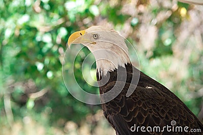 Bald Eagle looking Stock Photo