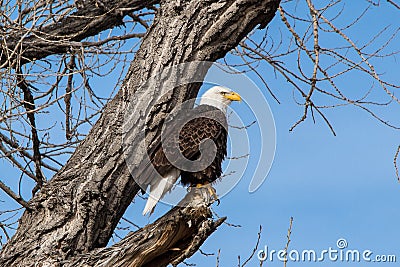 Bald Eagle looking over the lake Stock Photo