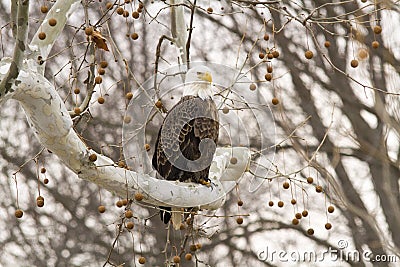 Bald Eagle Looking For Prey Stock Photo