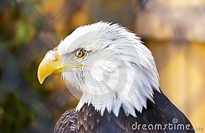 Bald Eagle looking to left, perfect profile of feathery face and Stock Photo