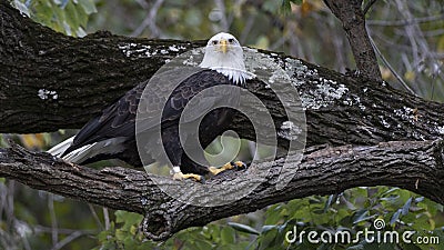 Bald eagle looking from tree top Stock Photo