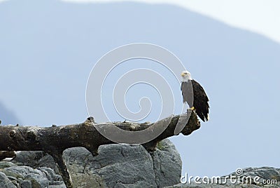 Bald eagle at lookout Stock Photo