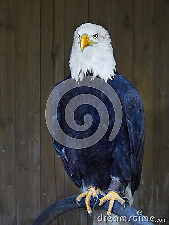 Bald Eagle Stock Photo