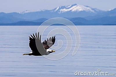 Bald Eagle and Mountains Stock Photo