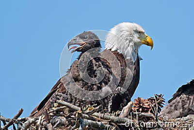 Bald Eagle in Nest with Eaglet Stock Photo