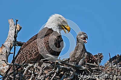 Bald Eagle in Nest with Eaglet Stock Photo