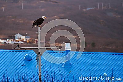 Bald Eagle Sand Point Alaska Stock Photo