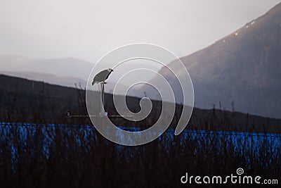 Bald Eagle Sand Point Alaska Stock Photo