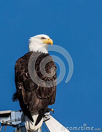 Bald Eagle Stock Photo