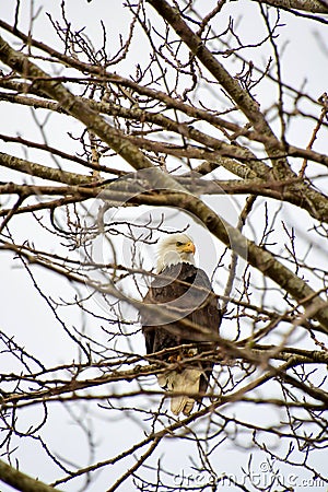 A bald eagle perching on the branch. Stock Photo