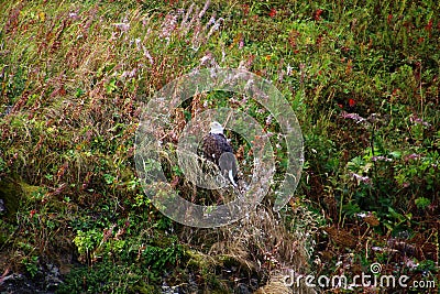 Alaska, Bald eagle on a branch Stock Photo