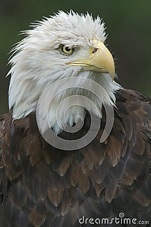 Bald Eagle Portrait Stock Photo