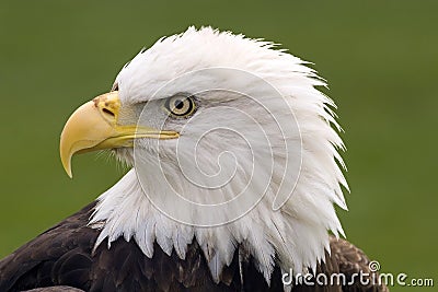 Bald eagle portrait Stock Photo