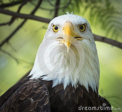 Bald Eagle Portrait - Eyes Looking Forward (Closeup Detail) Stock Photo