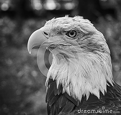 Bald eagle in portrait. The heraldic animal of the USA. Majestic bird of prey Stock Photo