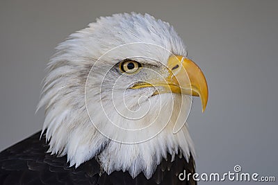 Bald Eagle Portrait Stock Photo