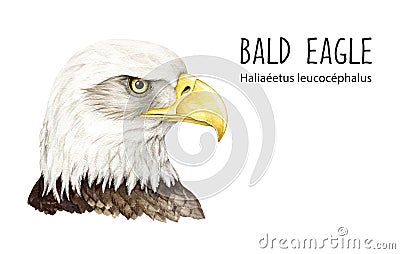 Bald eagle portrait watercolor illustration. Native North America avian. Hand drawn realistic bald eagle head. Wildlife Cartoon Illustration