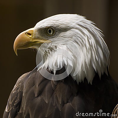 Bald Eagle Profile Stock Photo