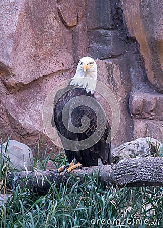 Bald eagle proudly strutting his stuff Stock Photo
