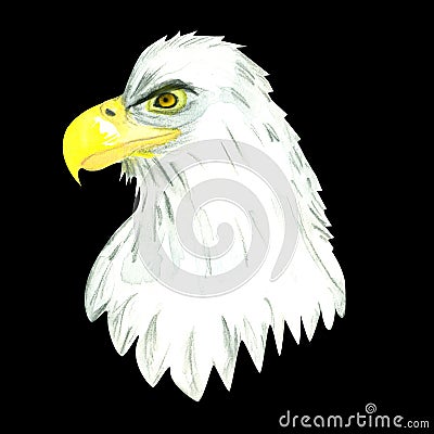 Bald eagle`s head Stock Photo