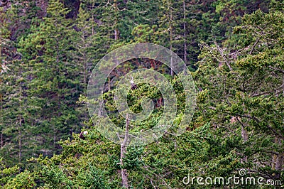 Bald eagle sitting on a distant tree forest Stock Photo