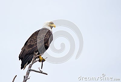 Bald Eagle sitting on old branch Stock Photo