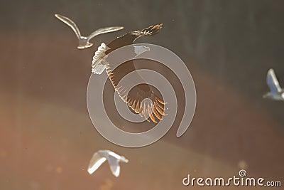 Bald Eagle in Soft light Stock Photo